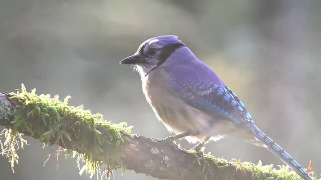 Blue jay perched on branch