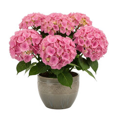 Pink hydrangea plant in a decorative pot isolated on transparent background