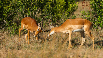 Two Male Impalas (Aepyceros melampus) Fighting in the African savannah at Olpejeta Conservancy Kenya 