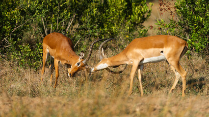 Two Male Impalas (Aepyceros melampus)  Fighting in the African savannah at Olpejeta Conservancy Kenya 
