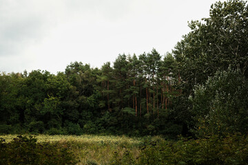Forest with tall pine and deciduous trees in Fruska Gora National Park, Serbia