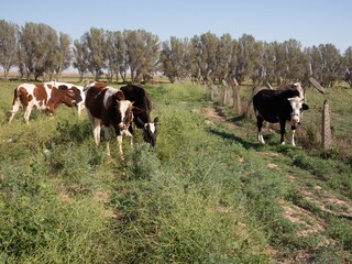Cows grazing in a lush green field.