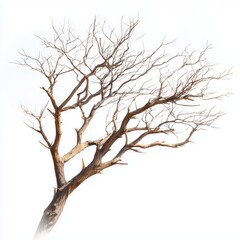 Obraz premium Bare Tree Silhouette Against White Background , isolated on white background png