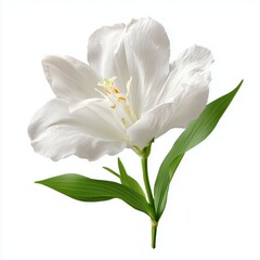 Obraz premium Stunning White Flower Closeup , isolated on white background png