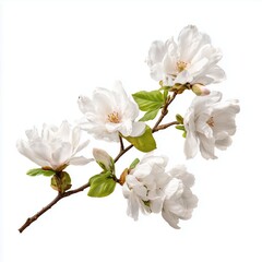Obraz premium Delicate Magnolia Branch in Bloom , isolated on white background png