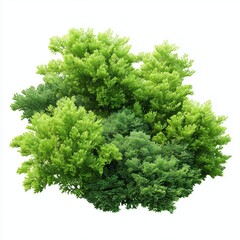 Fototapeta premium Vibrant Green Foliage Cluster , isolated on white background png