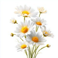 Obraz premium Beautiful Bouquet of White Daisies , isolated on white background png