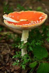 inedible poisonous mushroom fly agaric on the ground close-up