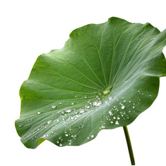 Fototapeta premium Lotus Leaf with Water Droplets