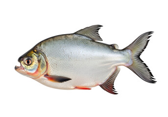 Naklejka premium A silvery fish, angled profile, displays intricate scales and vibrant colors against a stark black background.