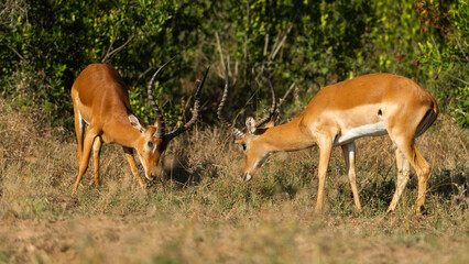 Two Male Impalas (Aepyceros melampus)  Fighting in the African savannah at Olpejeta Conservancy Kenya 