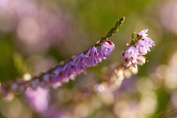 Close-up of heather pollen pistil, Erica, pink background, sunny day, flowering heather and buds in the morning sun, flowering heather with water drop