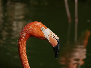 side portrait and close up of one pink flamingo in a pond. American flamingo or Phoenicopterus...