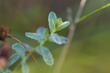 Water drops on small green leaves, close-up of morning dew on a green leaf, morning dew in the sunshine, small dew drops glittering in the sun