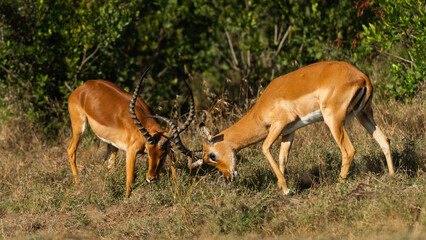 Two Male Impalas (Aepyceros melampus)  Fighting in the African savannah at Olpejeta Conservancy Kenya 