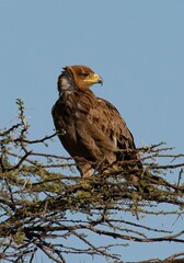 Golden eagle on top of an acacia tree at Samburu national park in Kenya