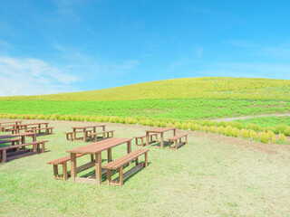 秋晴れのひたち海浜公園　色づき始めるコキア