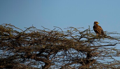 Golden eagle on top of an acacia tree at Samburu national park in Kenya