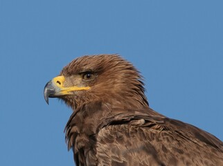 Fototapeta premium Golden eagle on top of an acacia tree at Samburu national park in Kenya