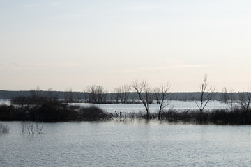A serene landscape features a flooded area with bare trees rising from the water. The shoreline is visible in the distance under a soft, overcast sky during the late afternoon