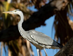 Grey Heron on a tree stump in the wetlands of the Samburu national park in Kenya