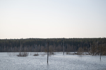 A tranquil flooded area with standing water covering the ground. Submerged trees and power poles are visible, surrounded by a dense forest under a bright, clear sky