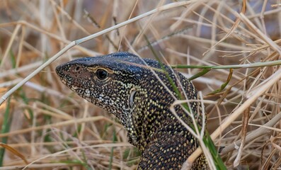 Nile monitor lizard hiding in grass at the Samburu national park in Kenya