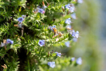 Bee on vibrant rosemary bush in spring