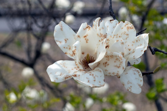 Close-up of magnolia flowers beginning to wither