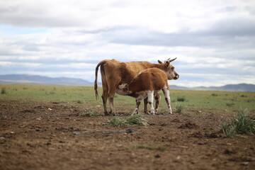 Kuh stillt ihr Kalb in der mongolischen Steppe