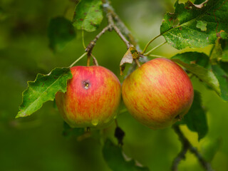 Bald ist Apfelernte, reife rote &Auml;pfel am Baum im Garten