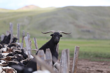 Eine neugierige schwarze Ziege schaut aus einem Stall auf einem traditionellen Hof in der Mongolei.