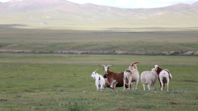 Ziegen und Schafe auf der mongolischen Steppe
