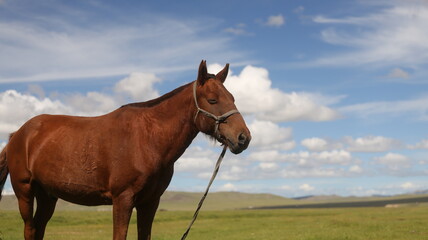 Pferd schläft an der Schnur vor grünem Gras und blauem Himmel