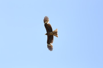 Scharzmilan fliegt majestätisch im Himmel