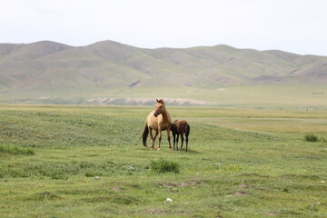 Helle Stute stillt ihr Fohlen auf der grünen Steppe
