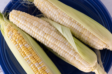 Fresh corn on the cob on a blue plate