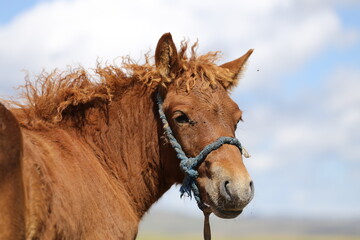 Fohlen an der Schnur – Stutenmelken in der Mongolei