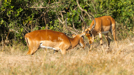 Two Male Impalas (Aepyceros melampus)  Fighting in the African savannah at Olpejeta Conservancy Kenya 