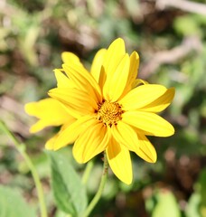 A close view of the bright yellow wildflower in the field.