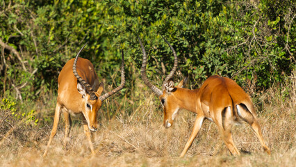 Two Male Impalas (Aepyceros melampus)  Fighting in the African savannah at Olpejeta Conservancy Kenya 