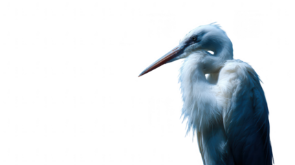 majestic white heron, png
