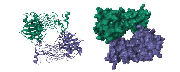 Structure of the human proto-oncogene ALK GRD bound to inhibitor. 3D cartoon and molecular surface models, pdb 7ls0, chain id color scheme