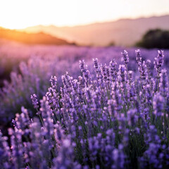 Obraz premium Lavender field blooming under sunset light