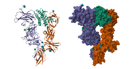 Structure of signaling thrombopoietin(green)-MPL receptor(violet-brown) complex. 3D cartoon and molecular surface models, pdb 8g04, chain id color scheme
