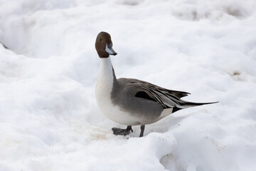 Fototapeta premium Northern pintail duck (Anas acuta) walking on snow in winter
