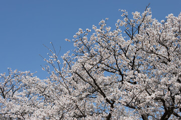 Blue skies and cherry blossoms in Japan