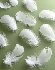 White feathers on a muted green background