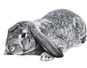 Playful Gray Bunny Lying Down with Ears Relaxed, Isolated on Transparent Background