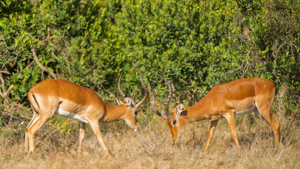 Two Male Impalas (Aepyceros melampus)  Fighting in the African savannah at Olpejeta Conservancy Kenya 